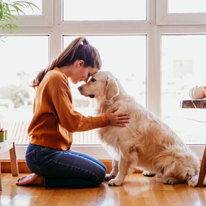 Why Bark Collars lead to a happier dog? Why Bark Collars lead to a happier dog?