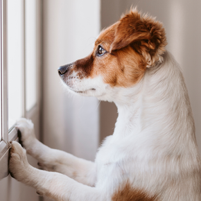 How do bark collars work How do bark collars work