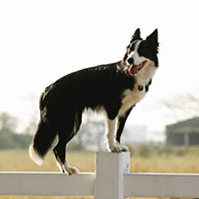 Setting up a Containment Fence