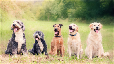 Is Citronella Safe For Dogs?