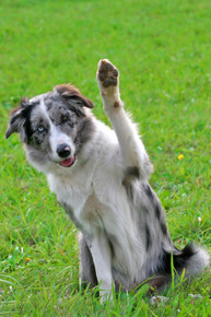 How Shock Collars Work How Shock Collars Work