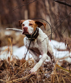 Dogtra Dog Containment Fence Systems — Which One is Right for Your Property?