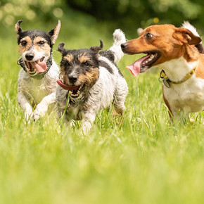 Pack Mentality and what it means for an owner