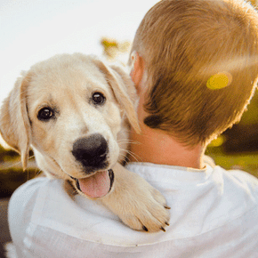 Benefits of training with e-collars