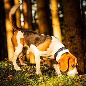 Choosing the Right Training Collar: Dogtra 1900x vs Garmin Sport Pro Choosing the Right Training Collar: Dogtra 1900x vs Garmin Sport Pro