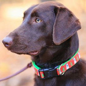 Different Types Of Dog Training Collars