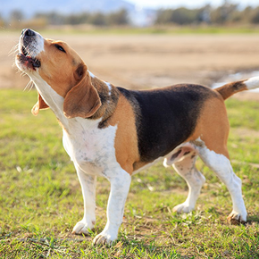 Ultrasonic Bark Control: Everything You Need To Know Ultrasonic Bark Control: Everything You Need To Know