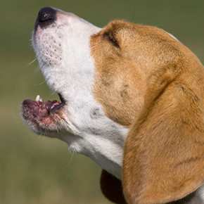 How To Stop Your Dog Barking At Visitors & Neighbours