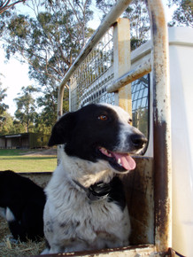 Working v's Companion - Dog training collars Working v's Companion - Dog training collars