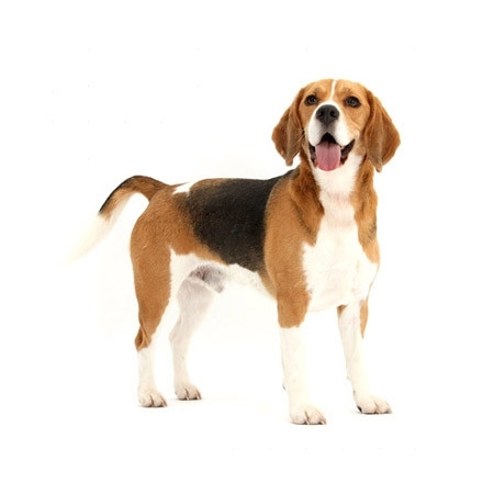 Beagle