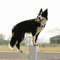 Dog Containment Fences