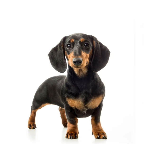 Miniature Dachshund