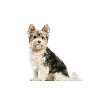 General Terriers