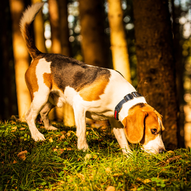 GPS Dog Tracking Collars