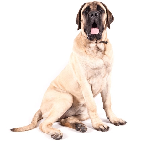 Bull Mastiff