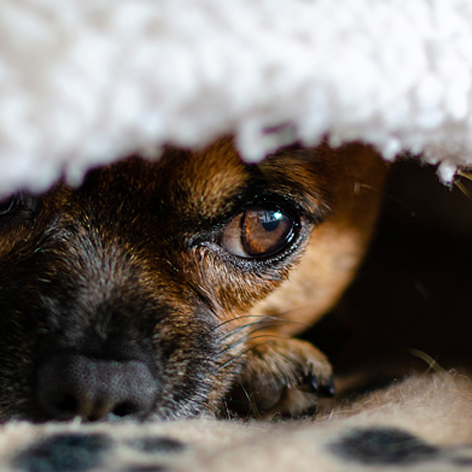 Why Stress and Anxiety Sprays and Chews are so good for dogs.