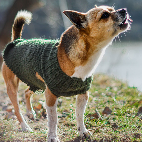 ​How To Stop A Puppy From Barking