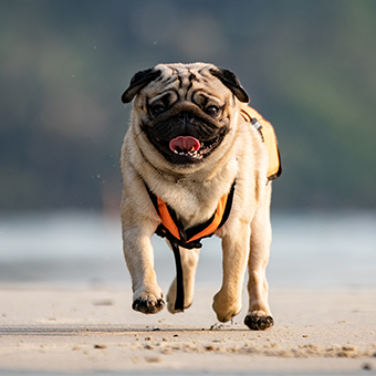 How to stop a dog from barking How to stop a dog from barking