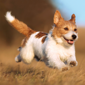 ​How do dog training collars work