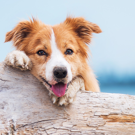 Why citronella collars are a great way to train dogs.