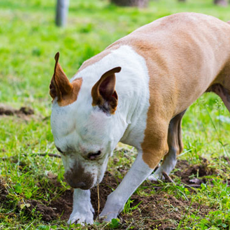 7 Effective Ways To Stop A Dog Digging Under Your Fence