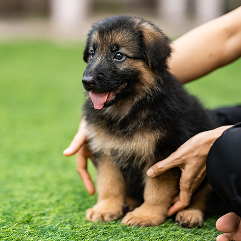 What are the top 10 things I need when I get dog