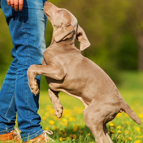How To Stop A Dog From Jumping: A Complete Guide To Polite Paws