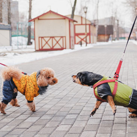 How To Stop Dog Barking At Other Dogs How To Stop Dog Barking At Other Dogs