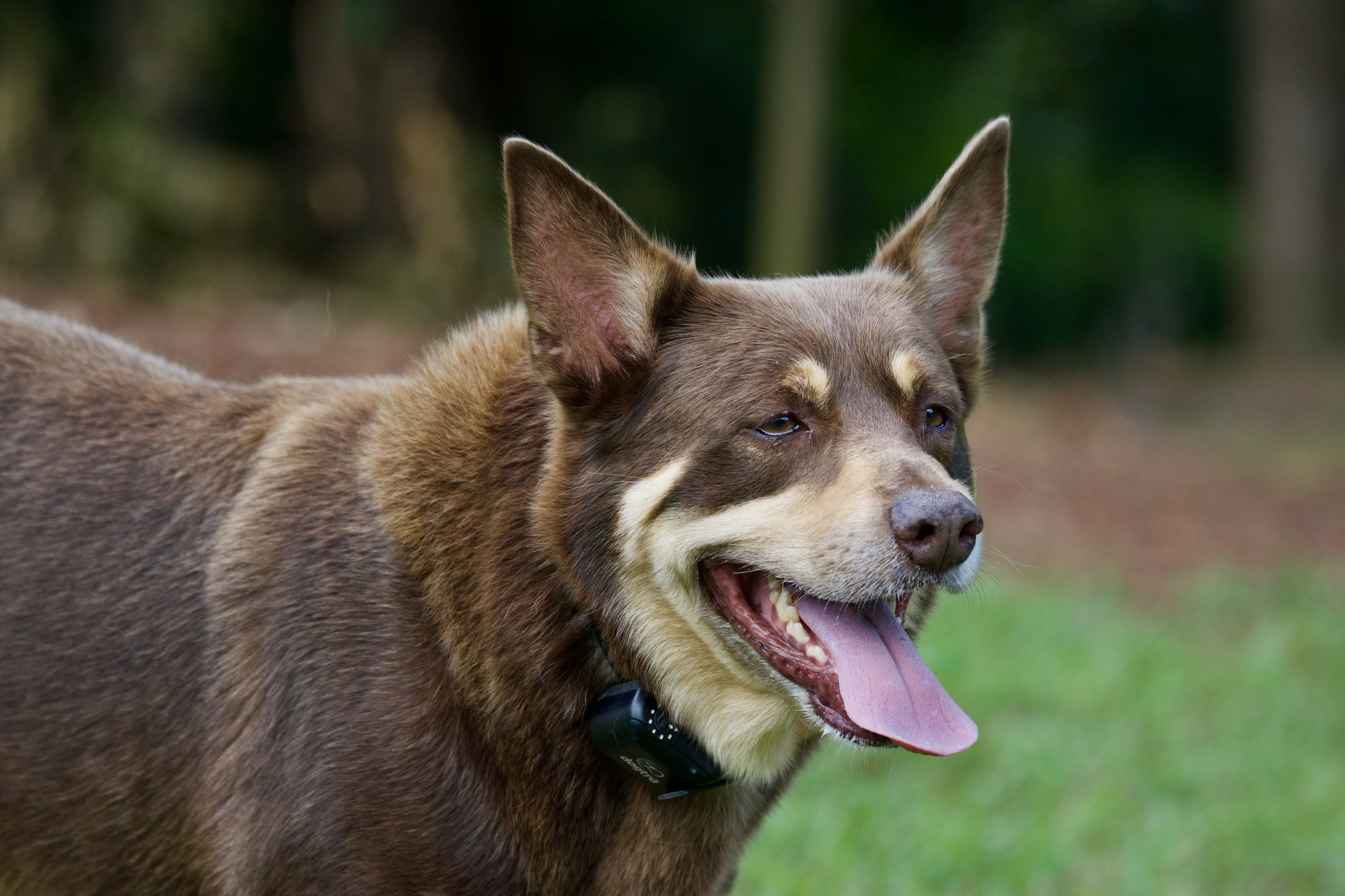 Bark Control — Your Questions Answered