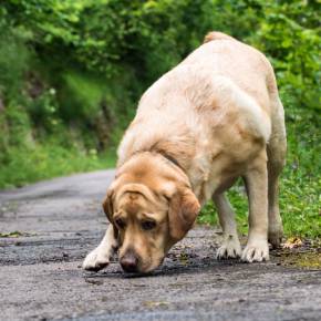 How to Get Rid Of Dog Smell On Your Dog