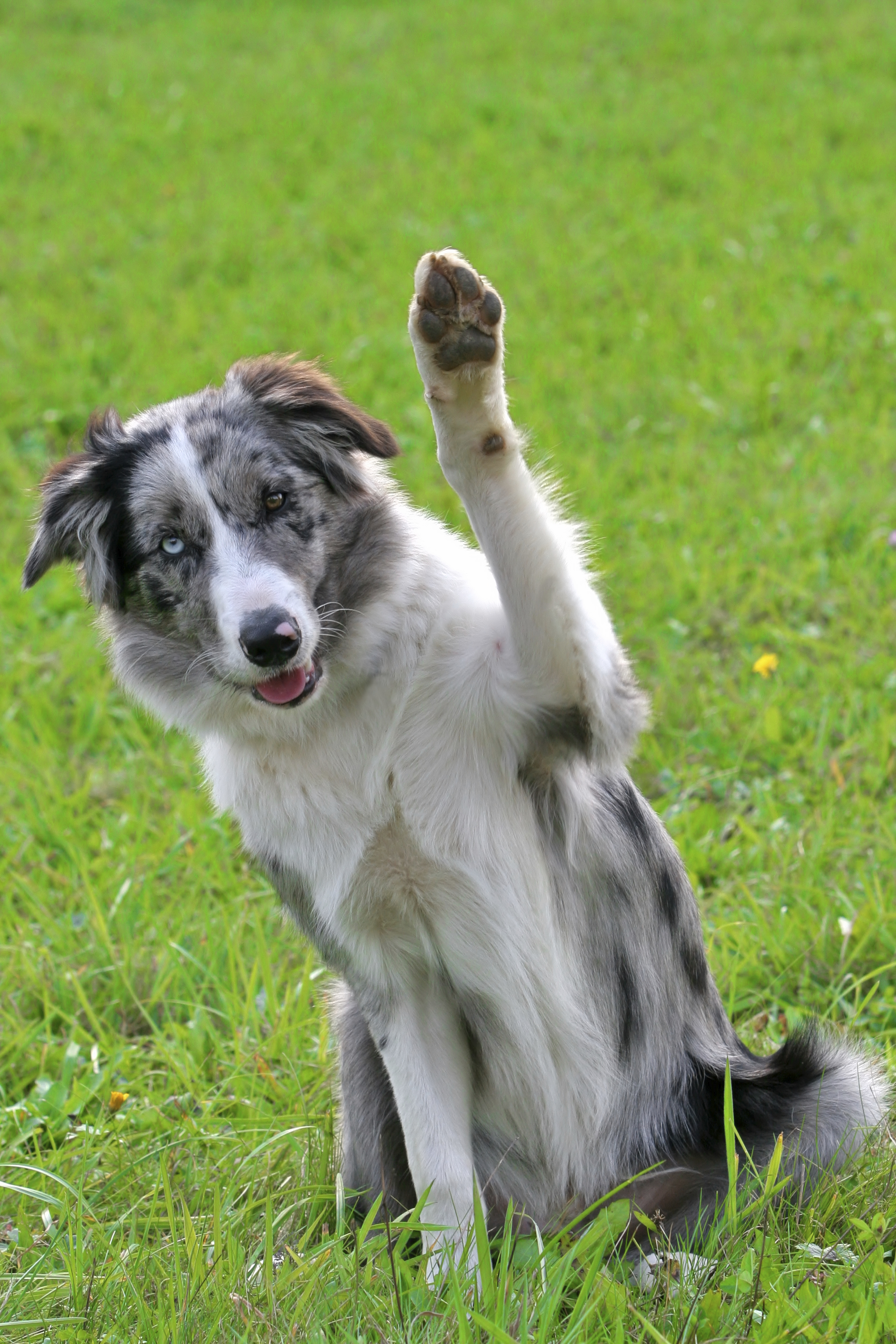 How Shock Collars Work