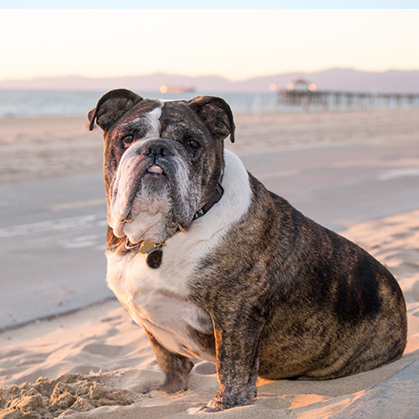 Is my dog overweight? Is my dog overweight?