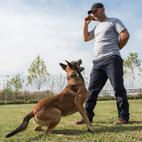 Tips For Teaching A Dog Recall