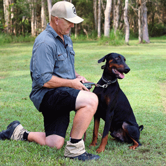 E-collars and rewards-based training