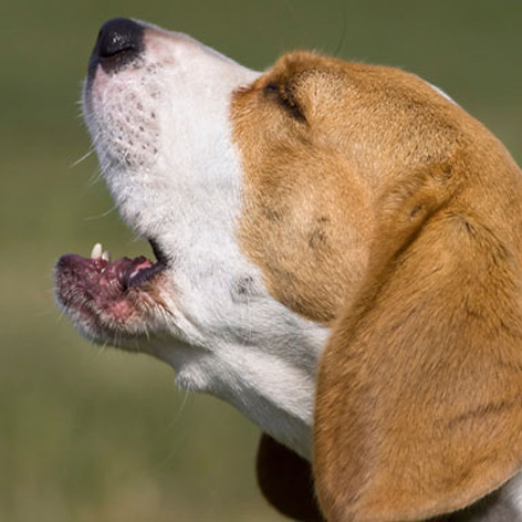 How To Stop Your Dog Barking At Visitors & Neighbours How To Stop Your Dog Barking At Visitors & Neighbours