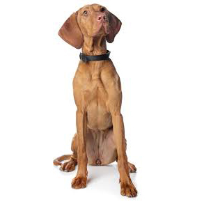 Vizsla