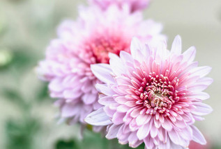 Plants That Remove Toxins