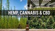 Hemp, Cannabis, and CBD: What's the Actual Difference?