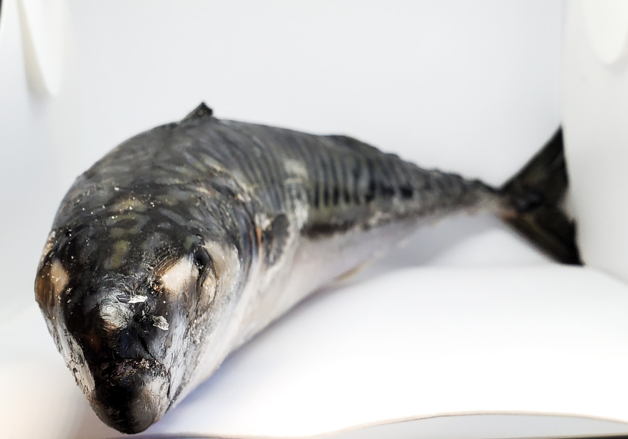 Norwegian mackerel ( 2 fish approximately 2+ Lbs Lbs) 