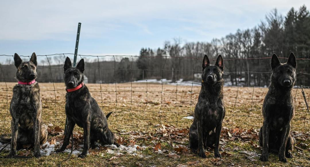 Andover, Connecticut - Hop River Shepherds - Scott