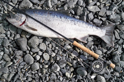 Salmon - 5 pound tubes - 50 Lb Salmon - 5 pound tubes - 50 Lb