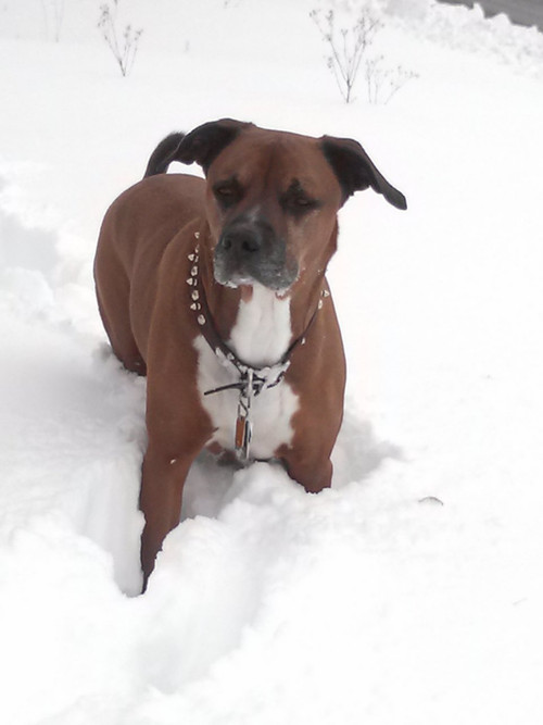 Beef Rib bones 12 Piece Raaw Energy Dog Food