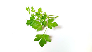 Aroma de Cilantro Pasta