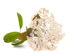 Aroma Natural de Flor de Saúco Hidrosoluble