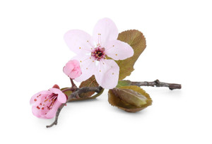 Aroma Natural de Flor de Cerezo Polvo