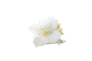 Aroma de Jazmín Polvo