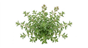 Aroma de Mejorana Hidrosoluble