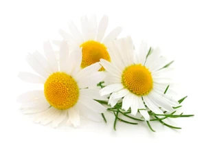Aroma de Manzanilla Liposoluble