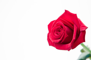 Aroma Natural de Rosa Liposoluble