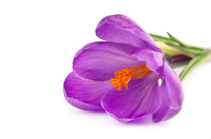 Aroma de Violeta Liposoluble